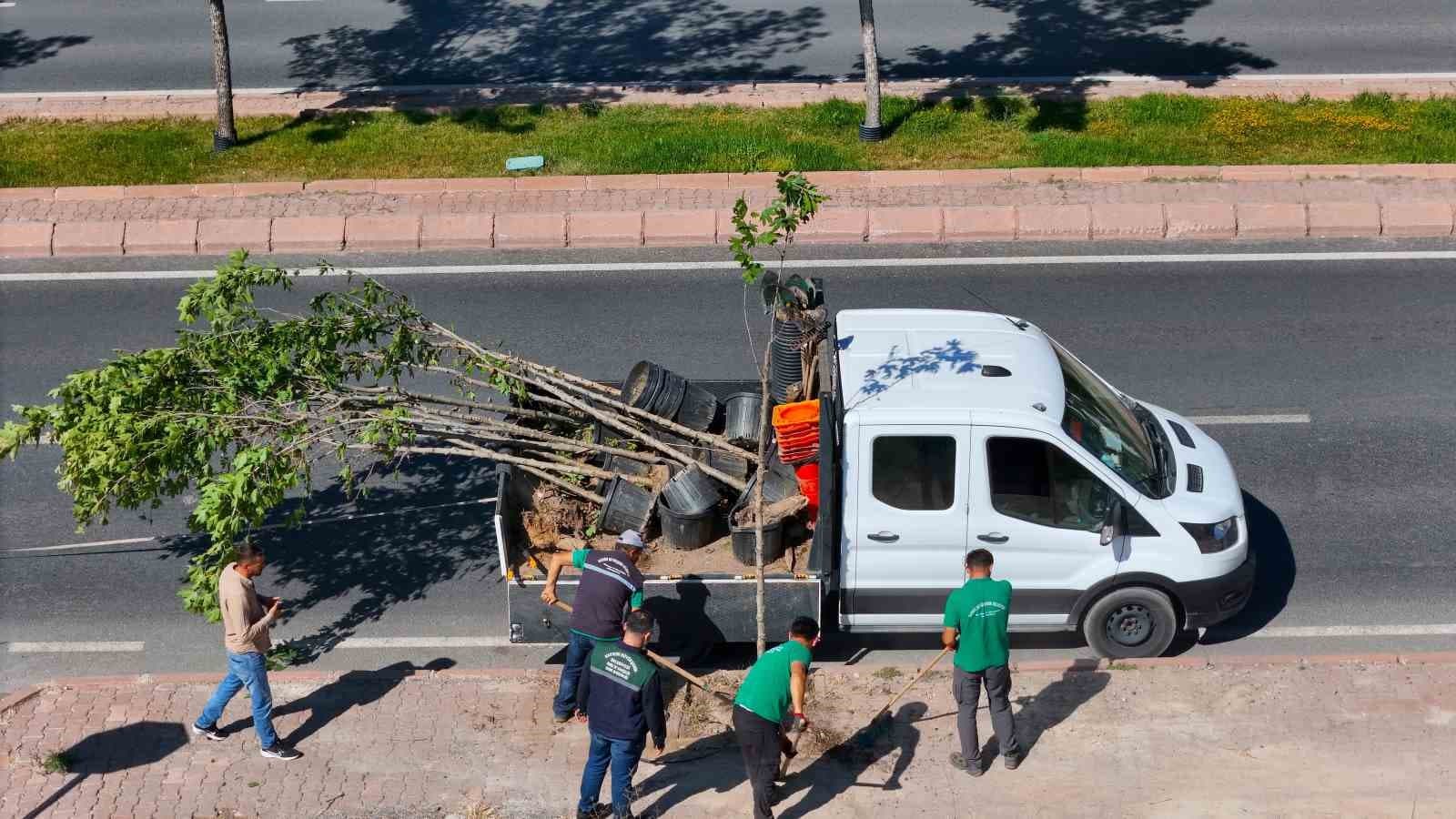 Ömrünü tamamlayan ağaçların yerine yenileri dikiliyor