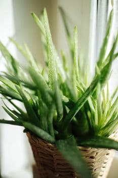 LR Aloe Vera Box Set Her Eve Lazım!