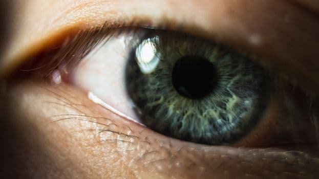 Türkiye'de Bir İlk: Retina Hastalığı Olan Deveye Kök Hücre Tedavisi