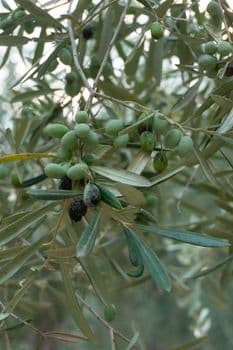 Ellek'te 3. Yeşil Altın Zeytin Festivali Coşkusu