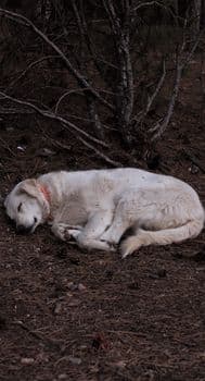 Avcılar’da uyuyan köpek, kendisine tekme atan adamı ısırdı