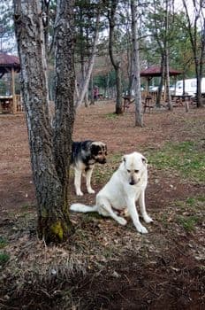 Pelitözü Gölpark’ta köpek yoğunluğu vatandaşları tedirgin ediyor