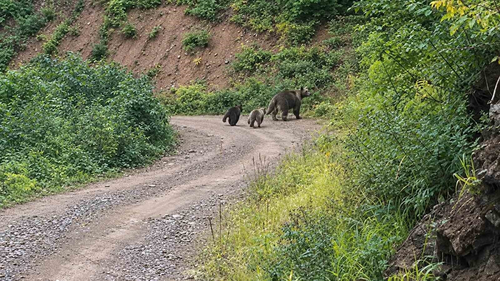 Ormanda sürpriz karşılaşma: Biri yavrularıyla kaçtı, diğeri izledi