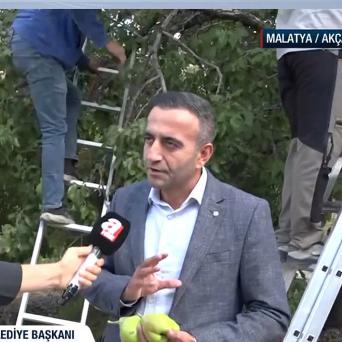 Malatya'nın tescilli Bal Armudu'nda hasat başladı!