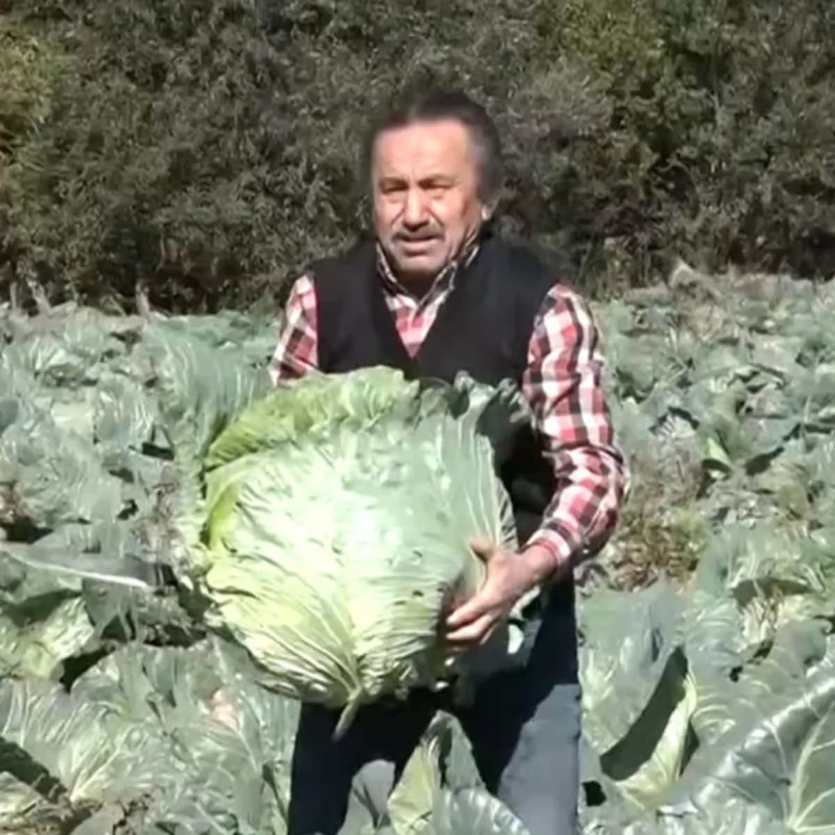 Çankırı'nın Meşhur Ilgaz Lahanasında Hasat Heyecanı