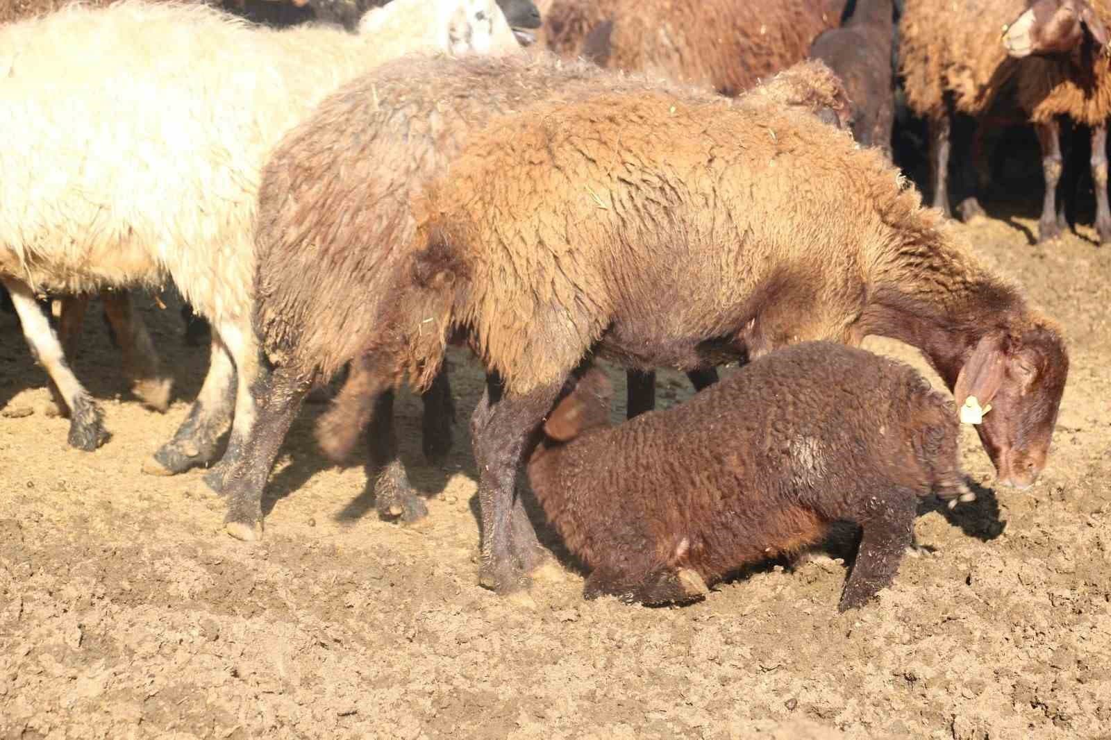 Koyun ve Keçi Yetiştiricileri İçin Mavi Dil Hastalığı Alarmı