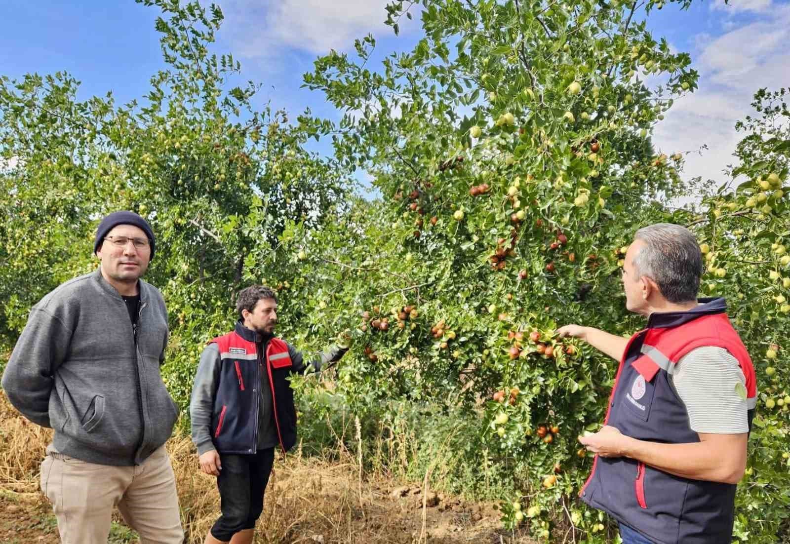 Başmakçı'da Hünnap Üretimi Tarımsal Çeşitliliği Artırıyor