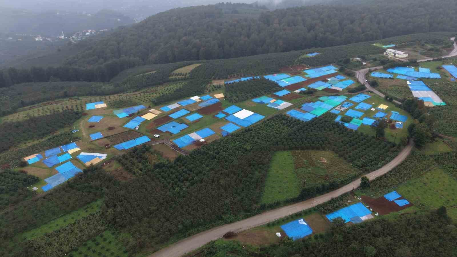 Fındık Üreticilerine Branda Kullanımıyla İlgili Kritik Uyarı
