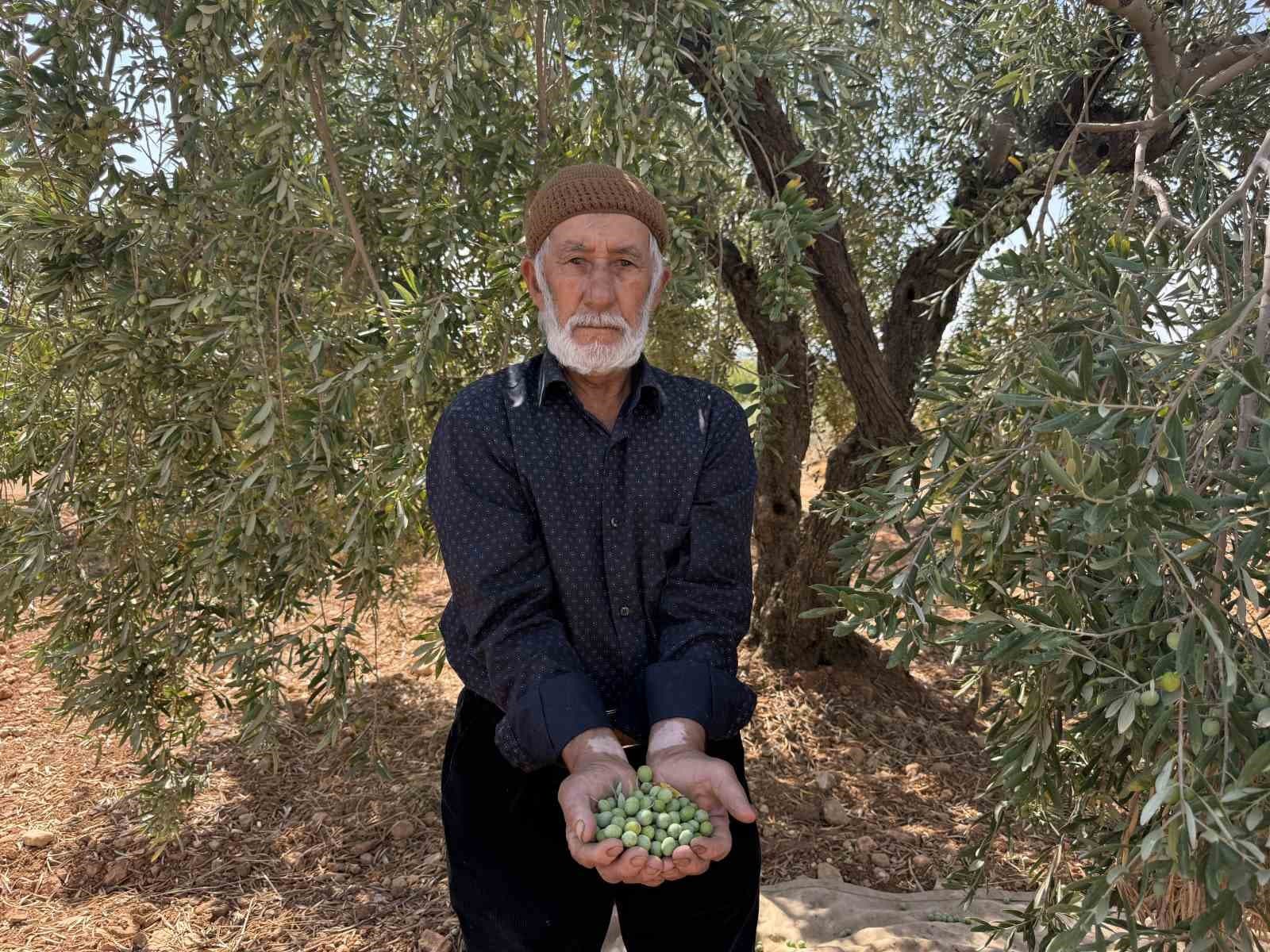 Oğuzeli'nde Sofralık Yeşil Zeytin Mesaisi Başladı