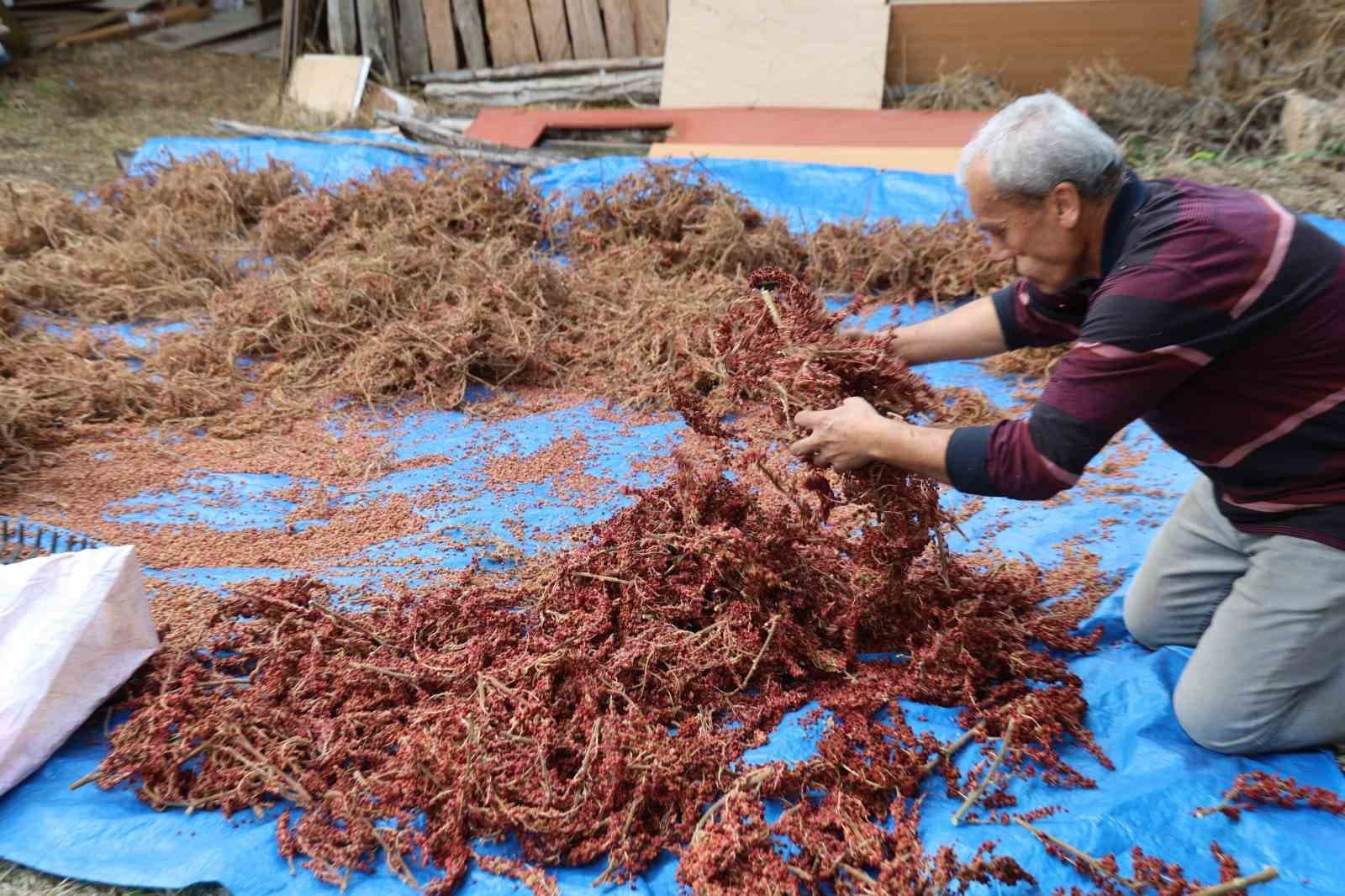 Yabani Sumaklar Aşıyla Ekonomiye Kazandırıldı: Kilosu 900 TL'ye Alıcı Buluyor
