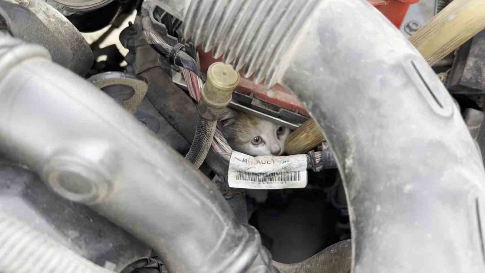 Motor Bölmesine Giren Yavru Kedi Kurtarıldı