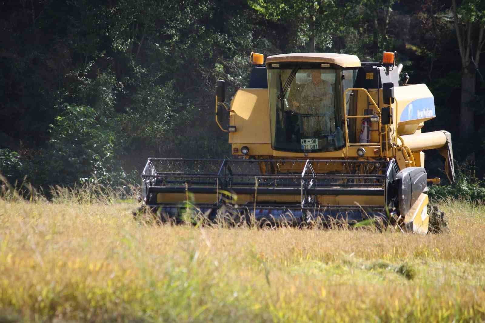 Karabük'te Çeltik Hasadı Başladı: Üreticiler TMO'nun Belirleyeceği Fiyatı Bekliyor