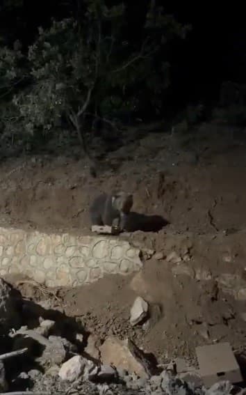 Ovacık'ın Tanıdık Misafiri: Ayı Yeniden Görüntülendi