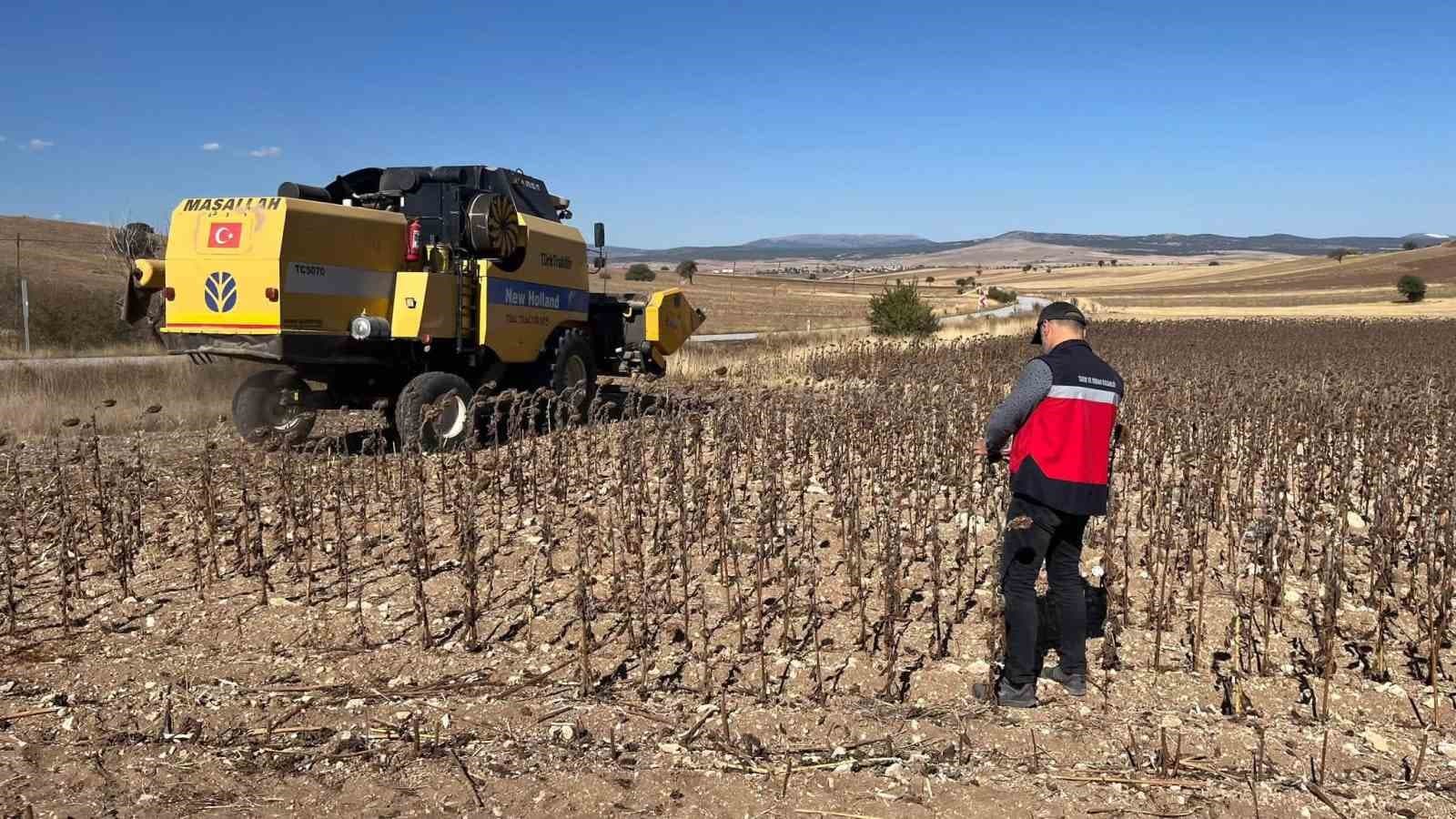 Aslanapa'da Hibeli Ayçiçeği Üretiminde Hasat Denetimleri Yapıldı