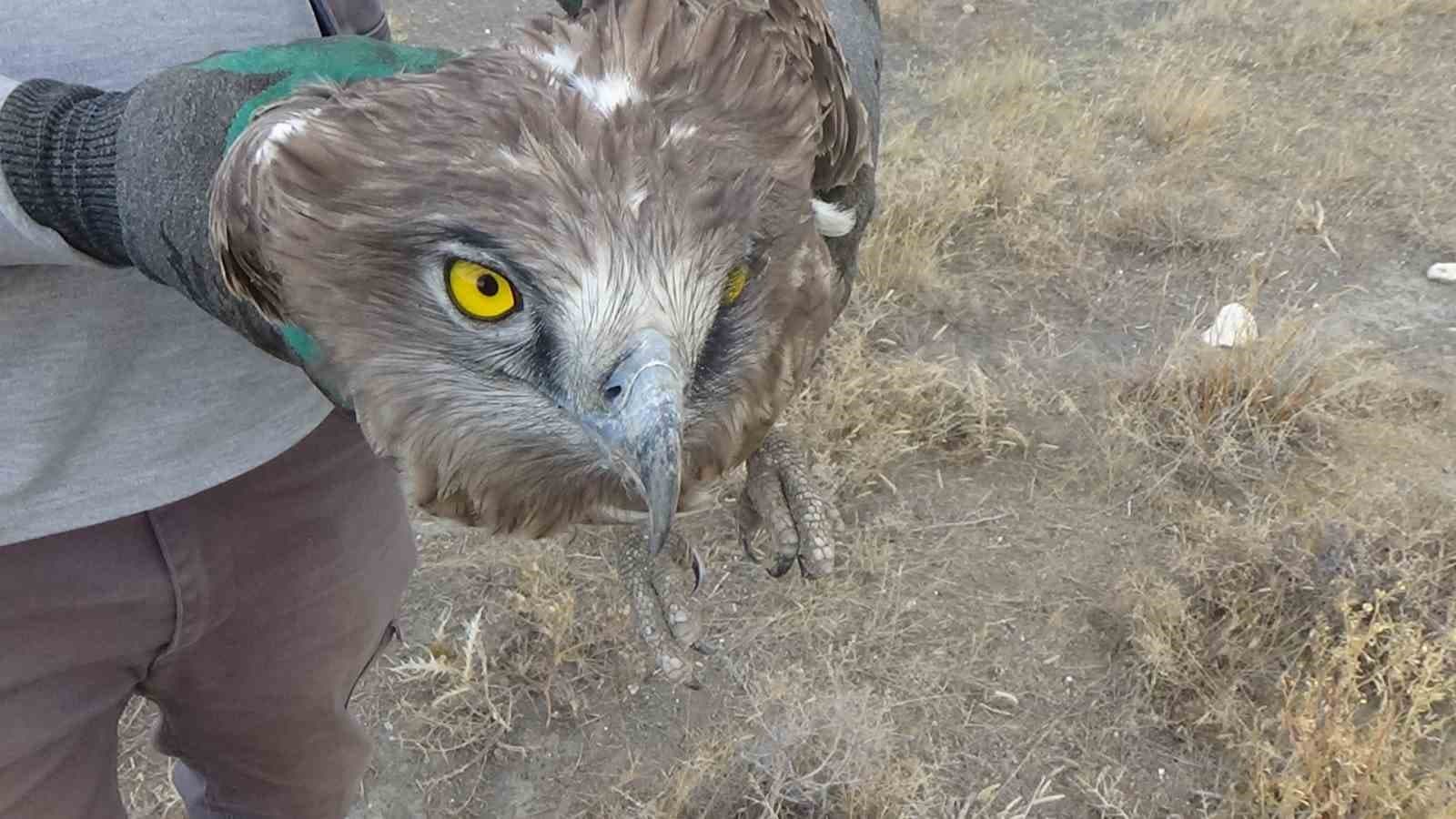 Yaralı Yılan Kartalı Kurtarılarak Koruma Altına Alındı