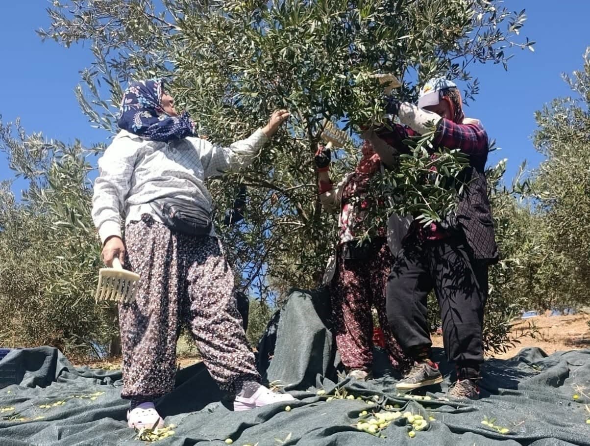 Akhisar'da Coğrafi İşaretli Domat Zeytini Hasadı Başladı