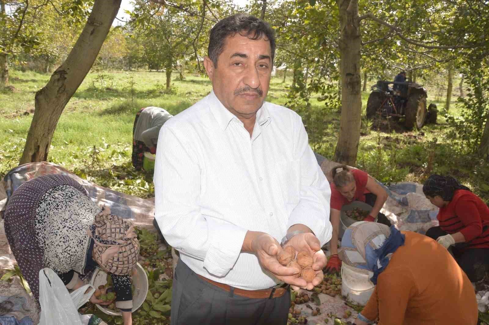 Niksar'ın Coğrafi İşaretli 'Beyaz Altını'nda Hasat Heyecanı