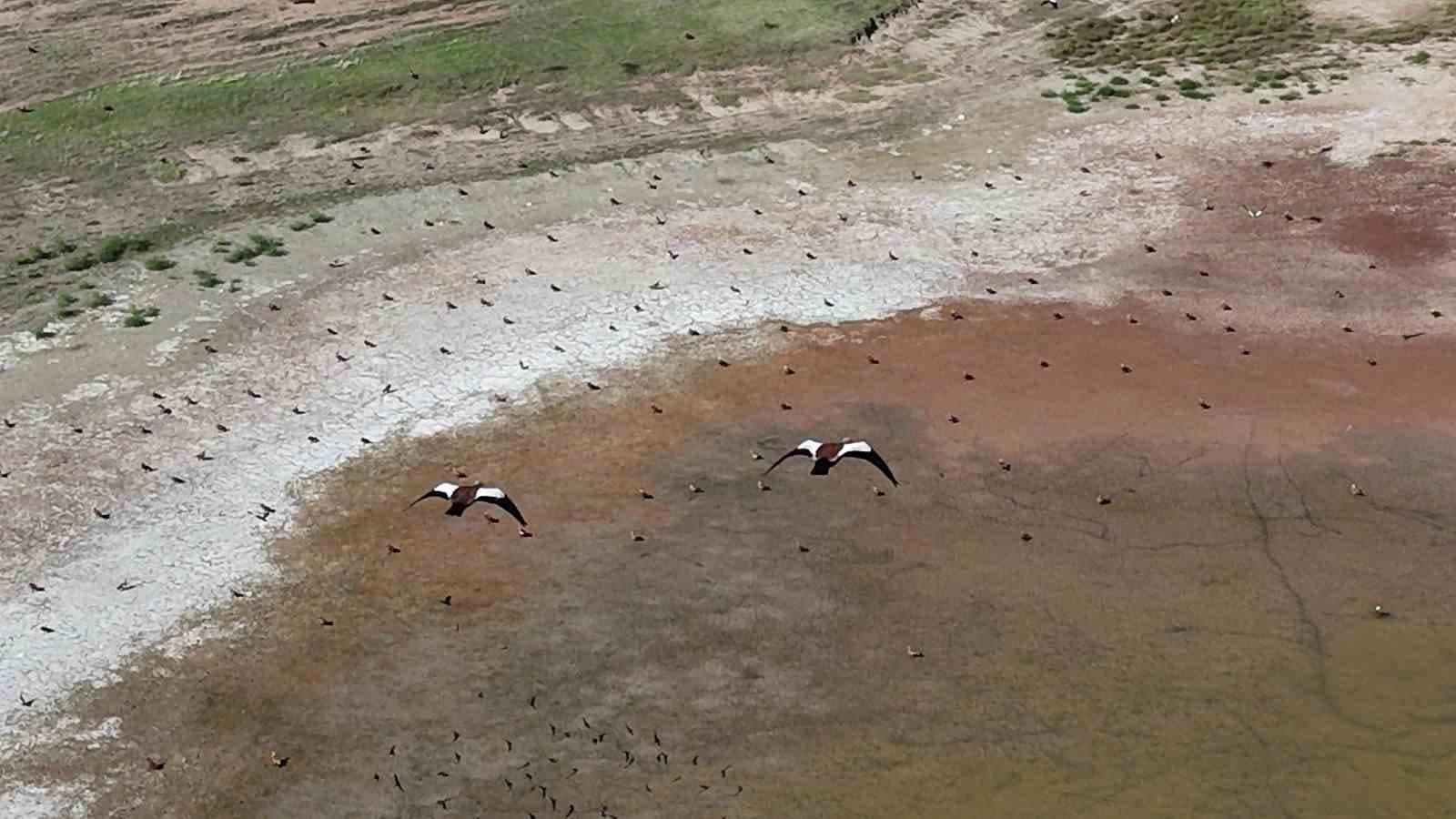 Yozgat'ta Angut Kuşlarının Gölet Üzerindeki Görkemli Uçuşu Görüntülendi
