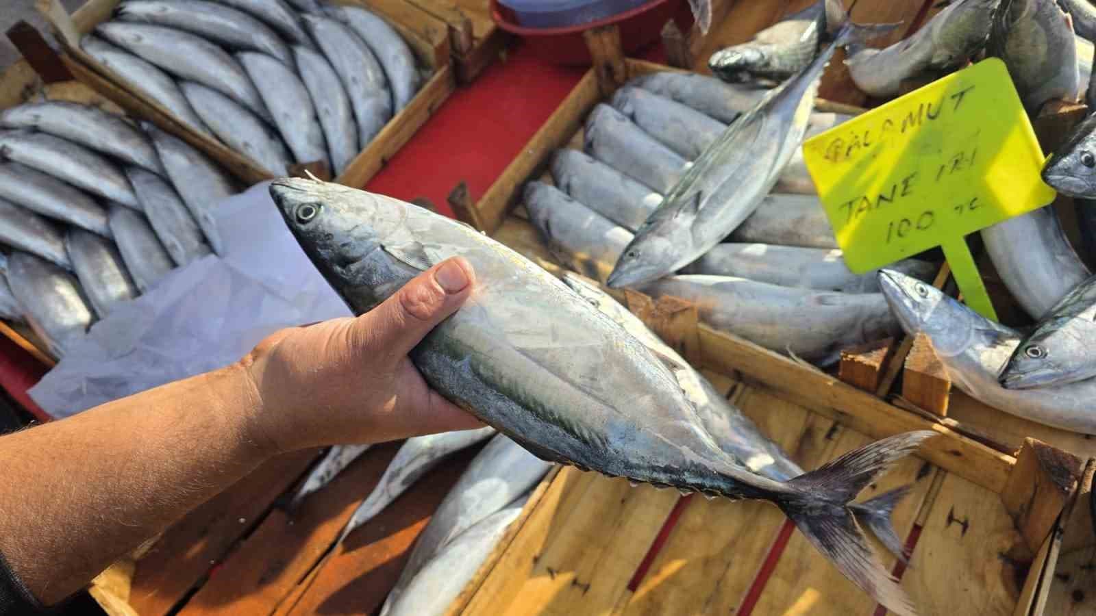 Bandırma'da Palamut Fiyatları Geriledi