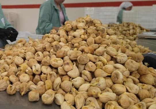 Kuru İncir Alım Fiyatları Belli Oldu
