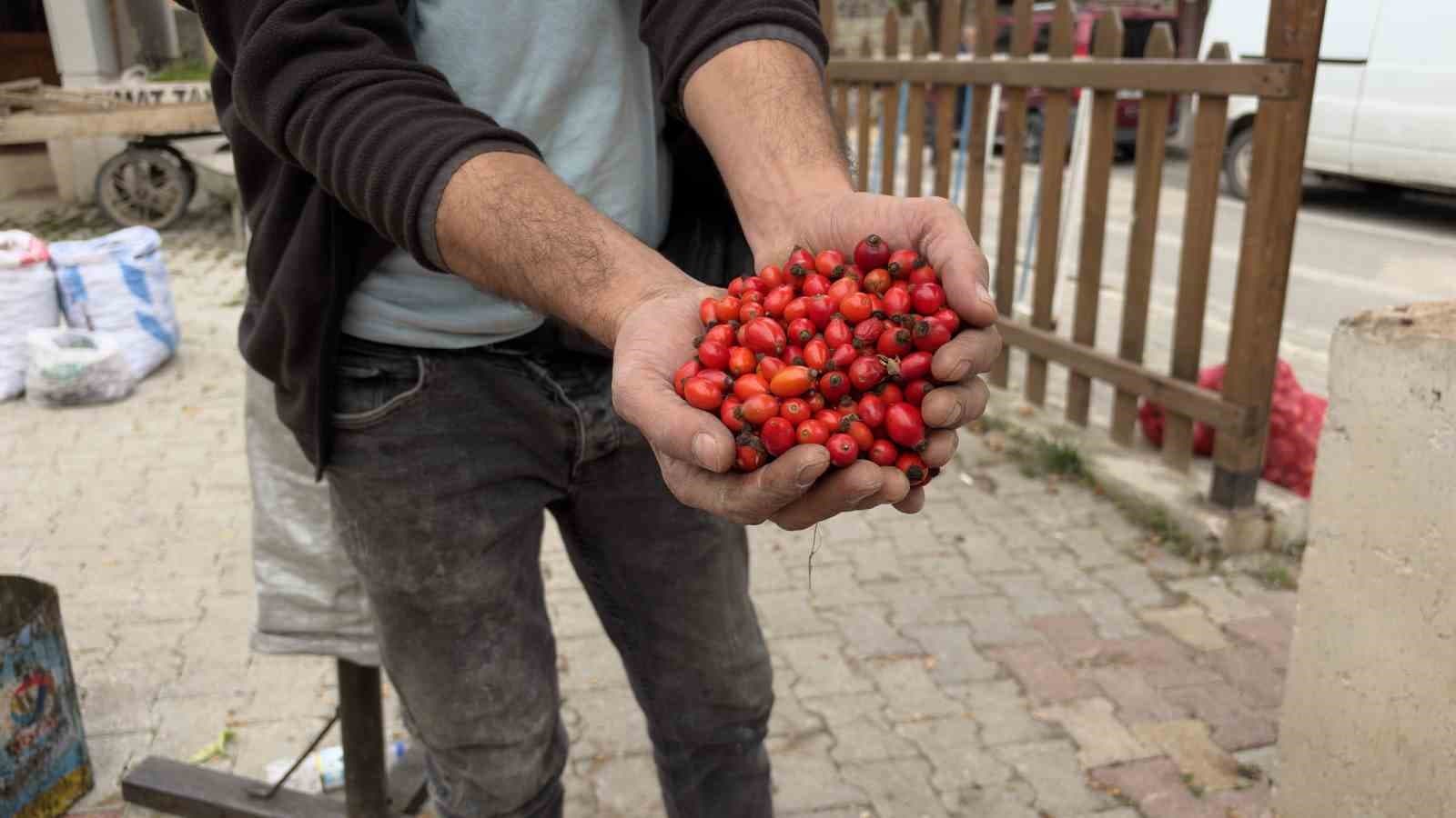 Tokat'ta Kuşburnu Bolluğu Fiyatları Yarıya İndirdi