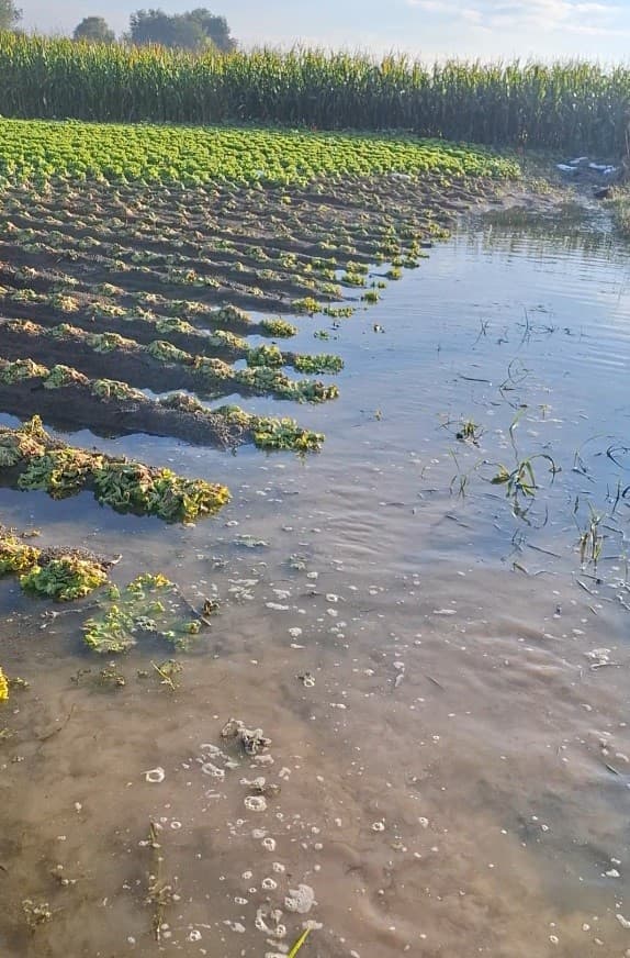 Sakarya'da Sel Felaketi: Çiftçinin Marul Tarlası Kullanılamaz Hale Geldi