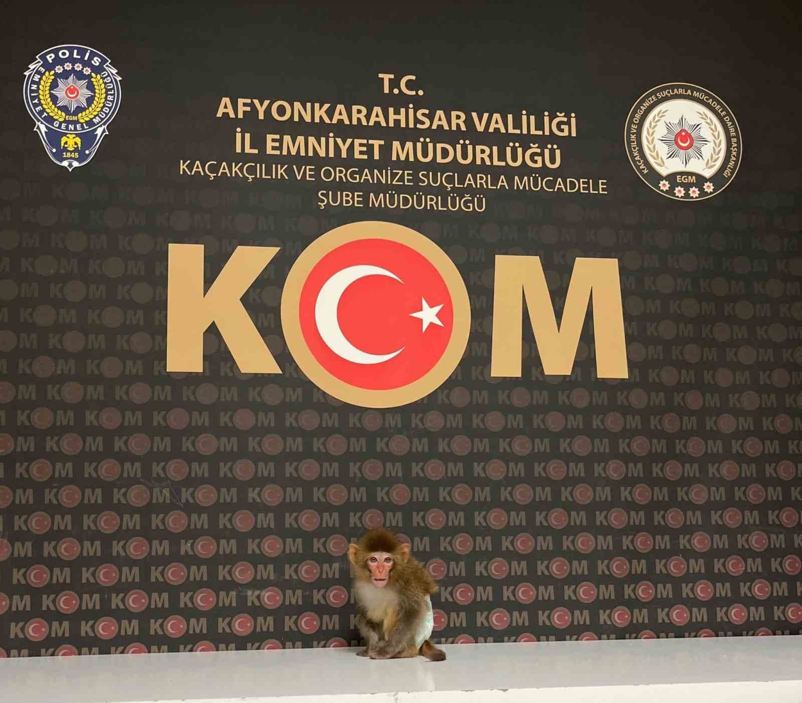 Afyonkarahisar'da Nesli Tükenmekte Olan Maymuna Operasyon