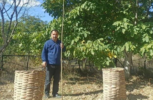 Emet'te Ceviz Hasadı Heyecanı Başladı