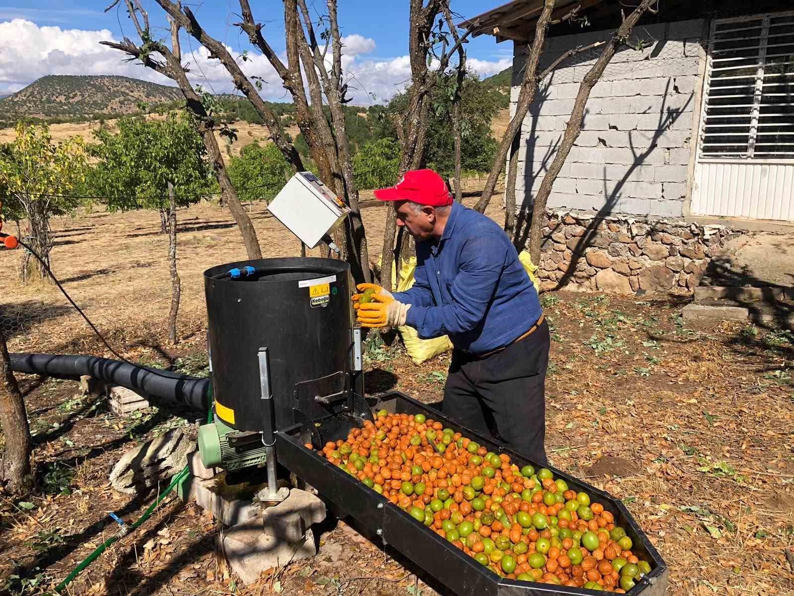 Bingöl'ün Solhan İlçesinde Ceviz Hasadı Heyecanı