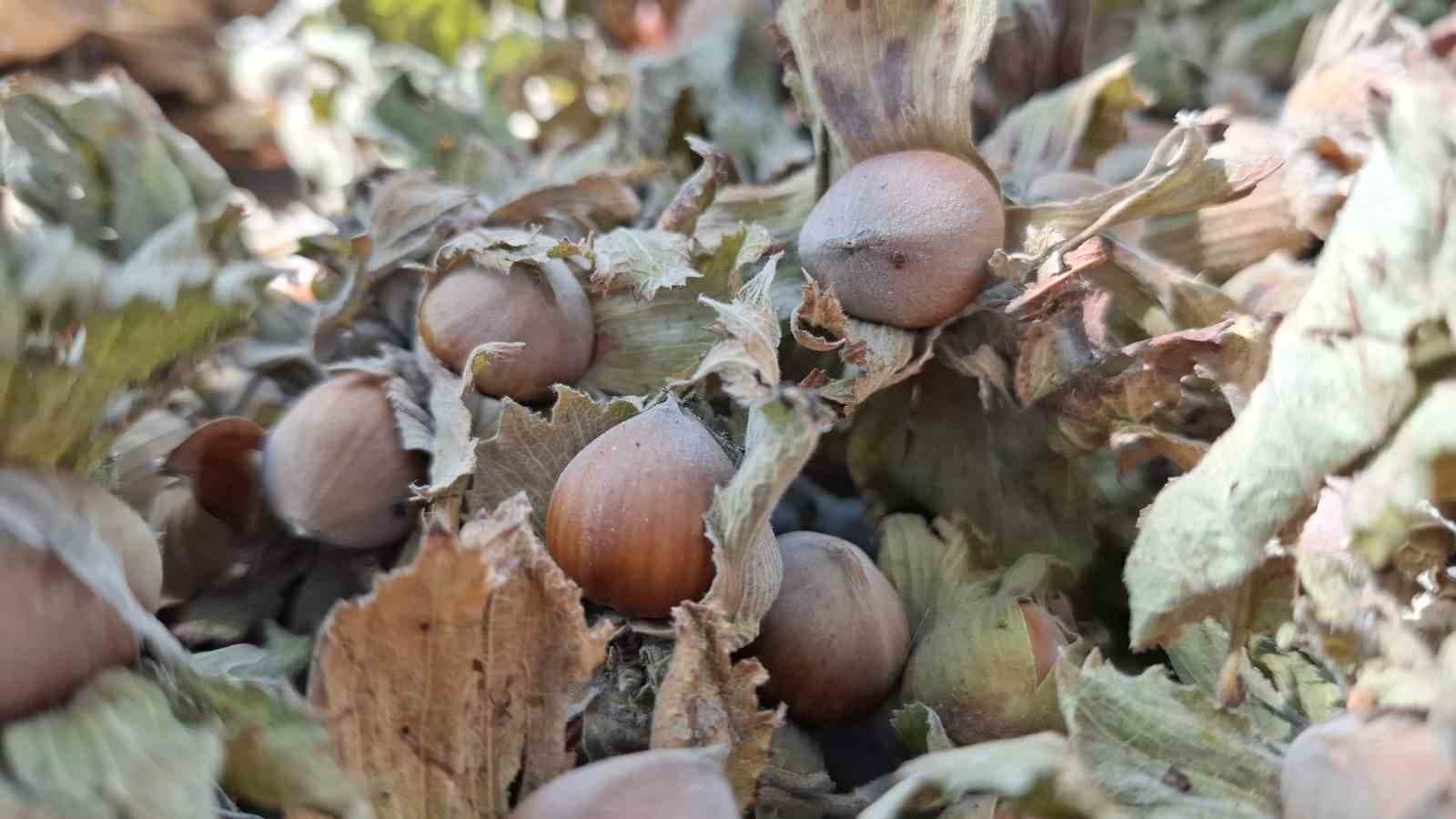 Düzce'nin Fındık İhracatında Büyük Düşüş