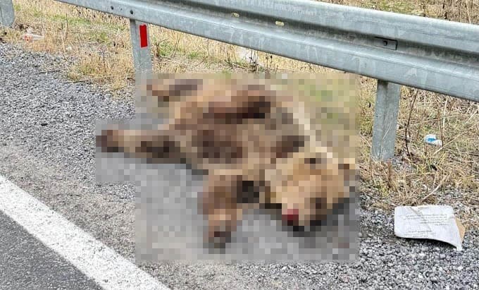 Yol Kenarında Ölü Ayı Bulundu