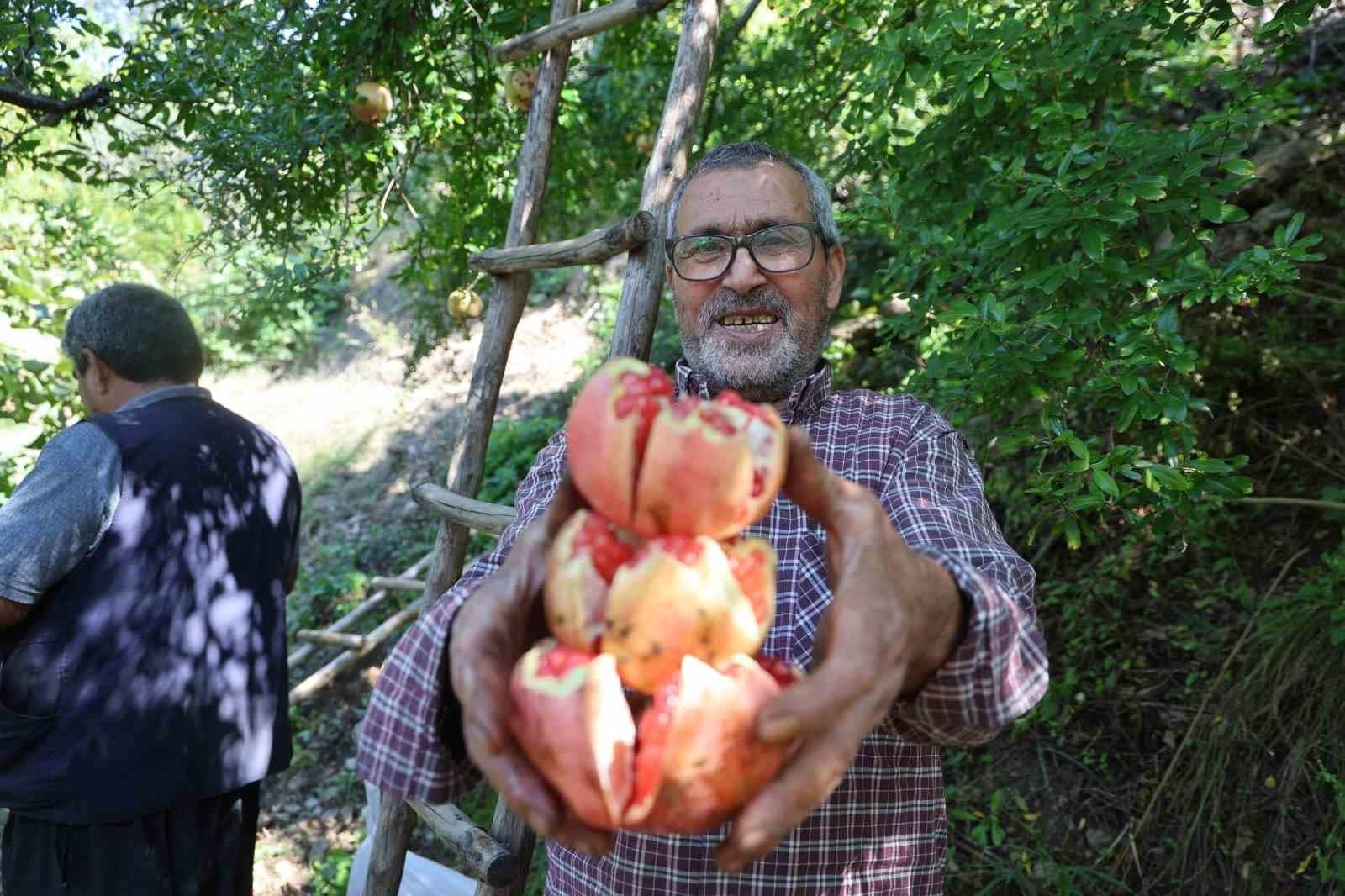 Coğrafi İşaretli Kuytucak Narında Hasat Heyecanı