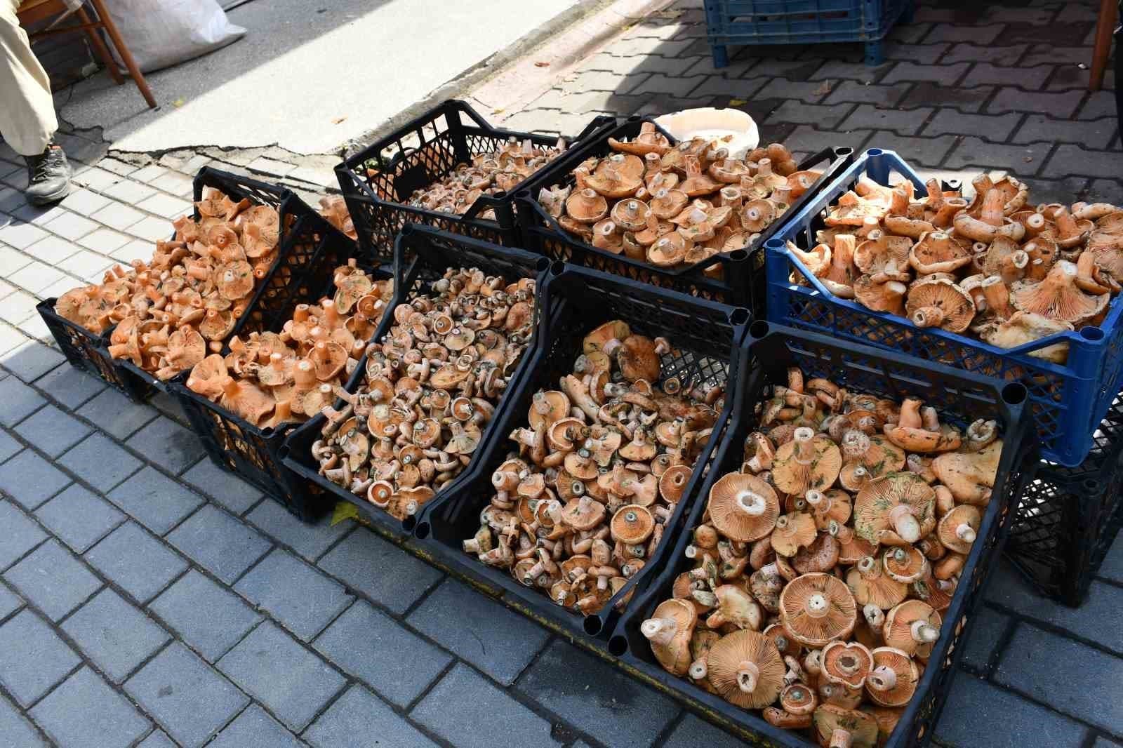 Vezirköprü'de Kanlıca Mantarı Sezonu Başladı