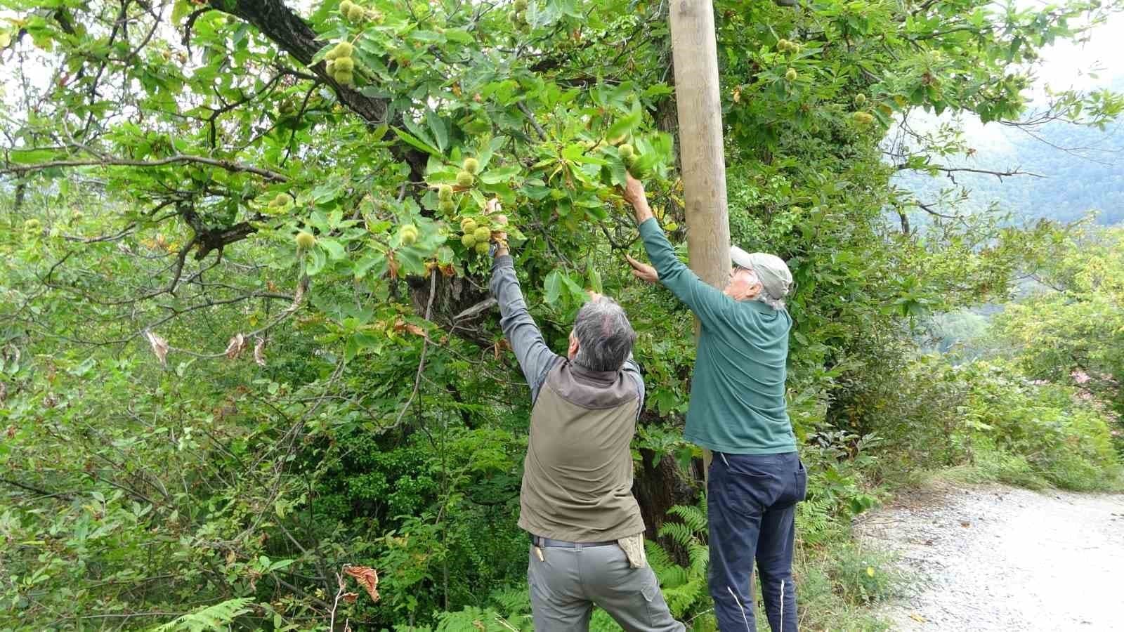 Kastamonu'da Kuzu Kestanesi Hasadı Başladı: Kilogramı 350 Liraya Kadar Alıcı Buluyor