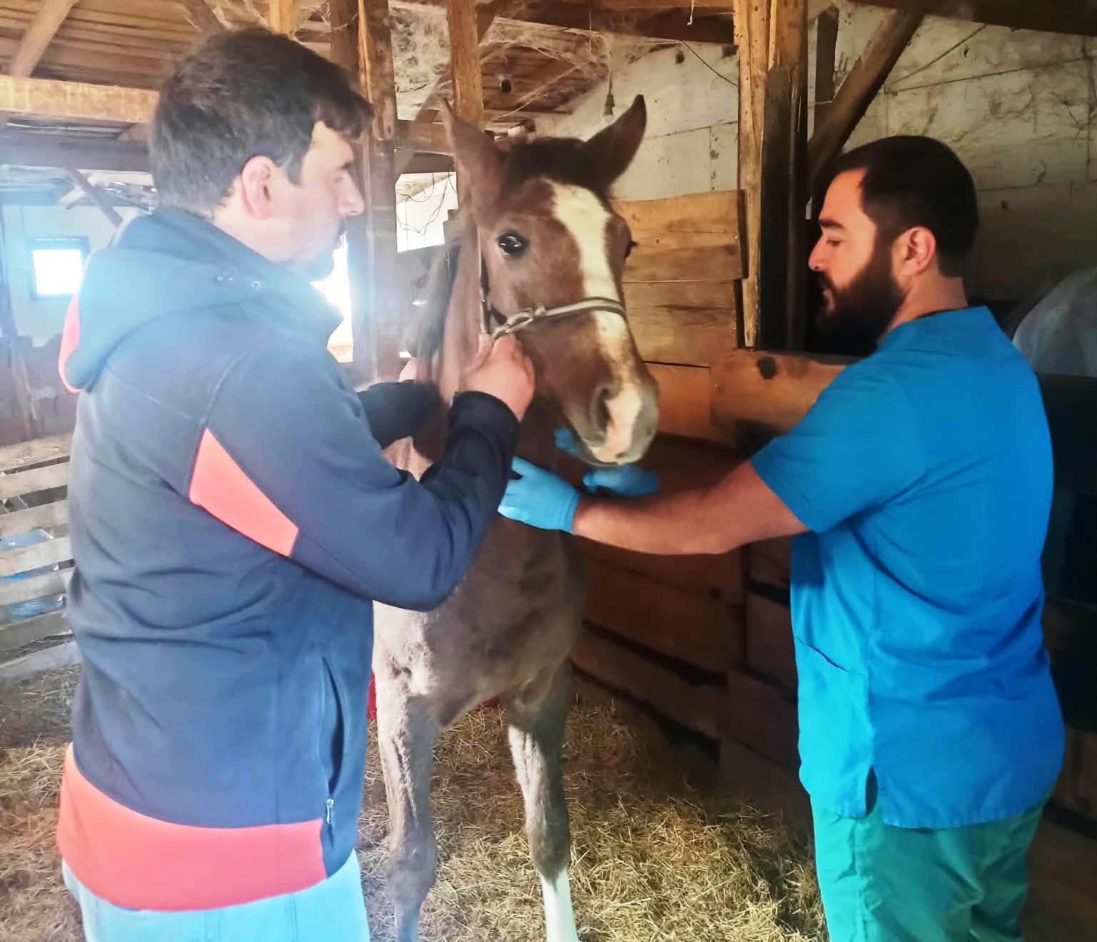 Kütahya'da Safkan Arap Taylarına Tescil İşlemi