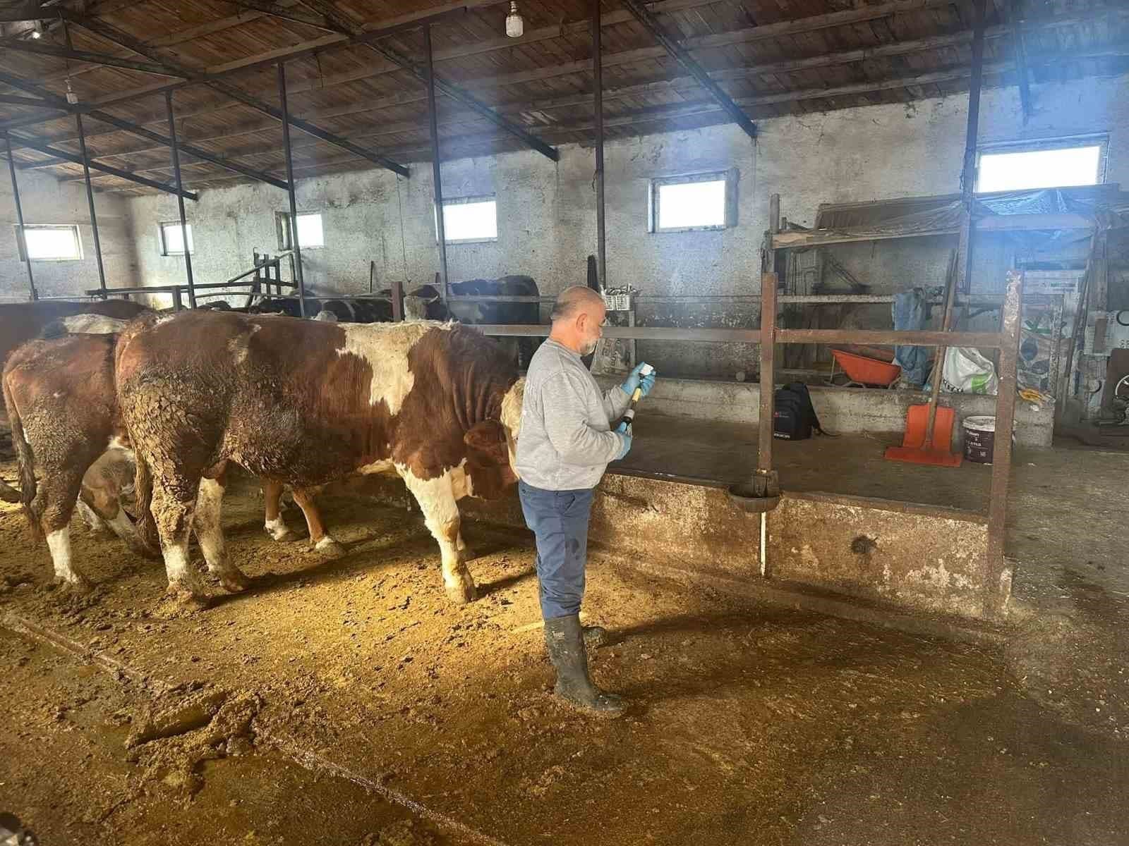 Aydıntepe'de Şap Aşılama Çalışmaları 13 Köye Ulaştı