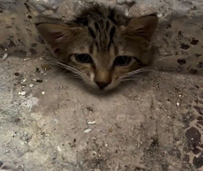 Osmaniye'de Su Giderine Sıkışan Yavru Kedi İtfaiye Tarafından Kurtarıldı