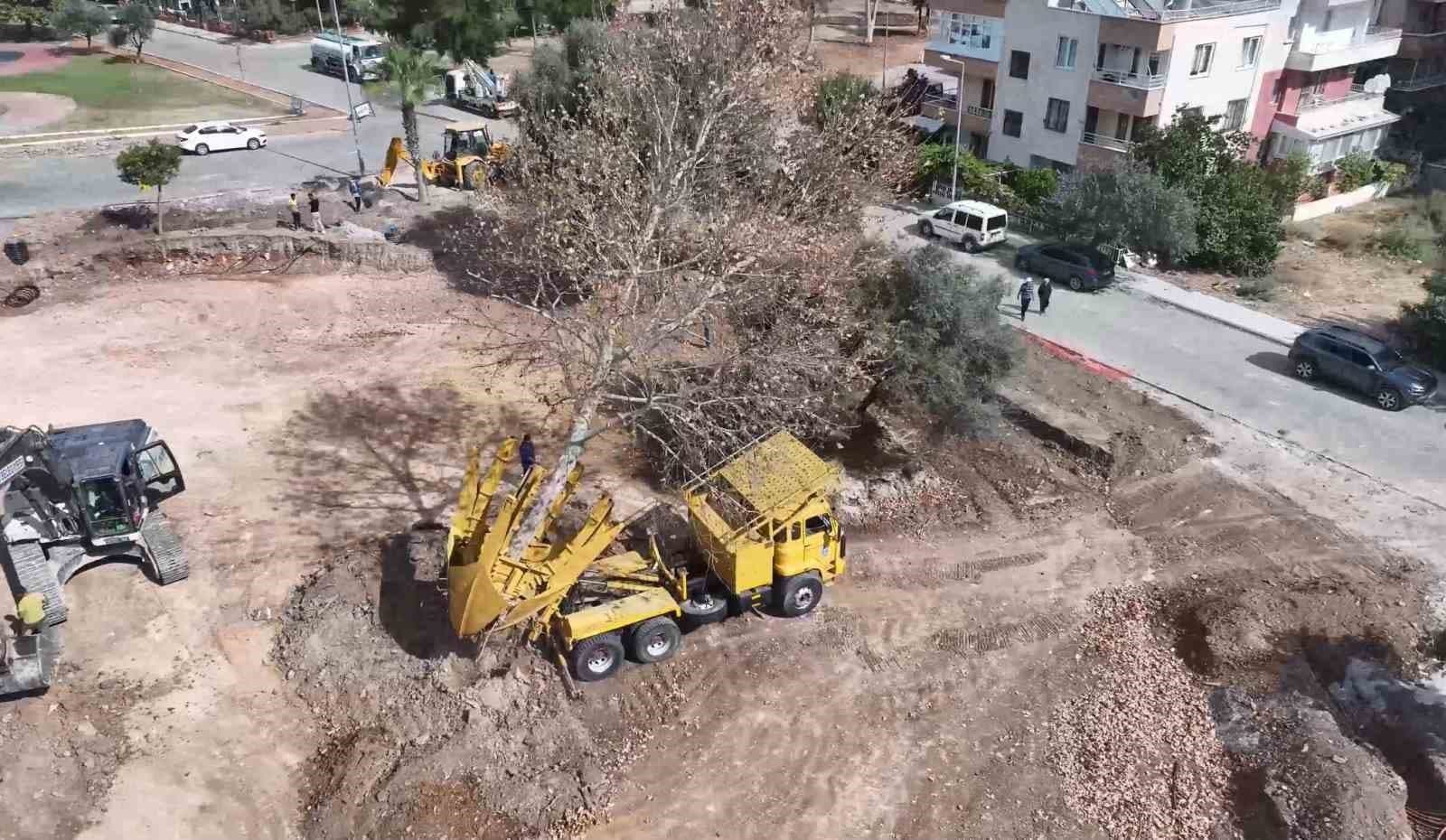 Didim'de Kaykay Parkı Yapımı Sürerken Ağaçlar Koruma Altına Alındı