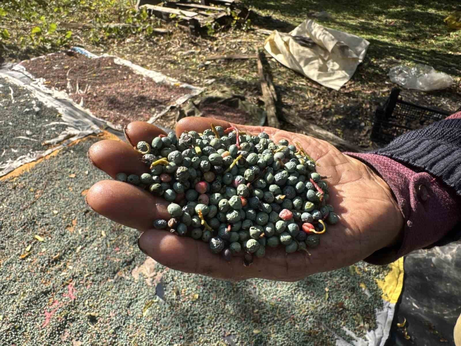 Toroslar'ın Altın Meyvesi Menengiç Akseki'de Ekonomiye Kazandırılıyor