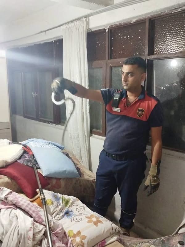 Hatay'da Yerleşim Alanlarına Giren Yılanlar Doğaya İade Edildi
