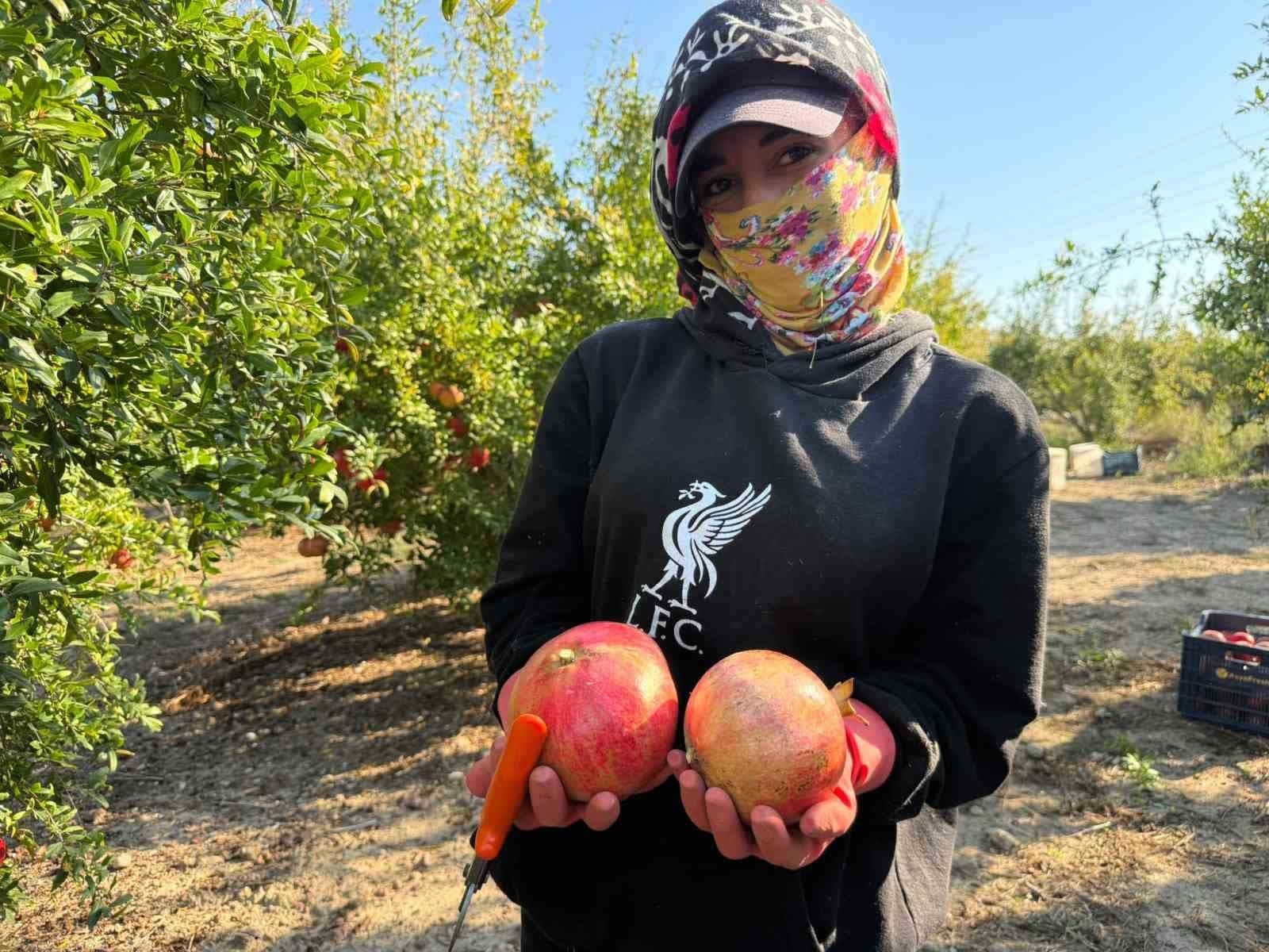 Antalya'da Yağış Uyarıları Nar Hasadını Öne Çekti