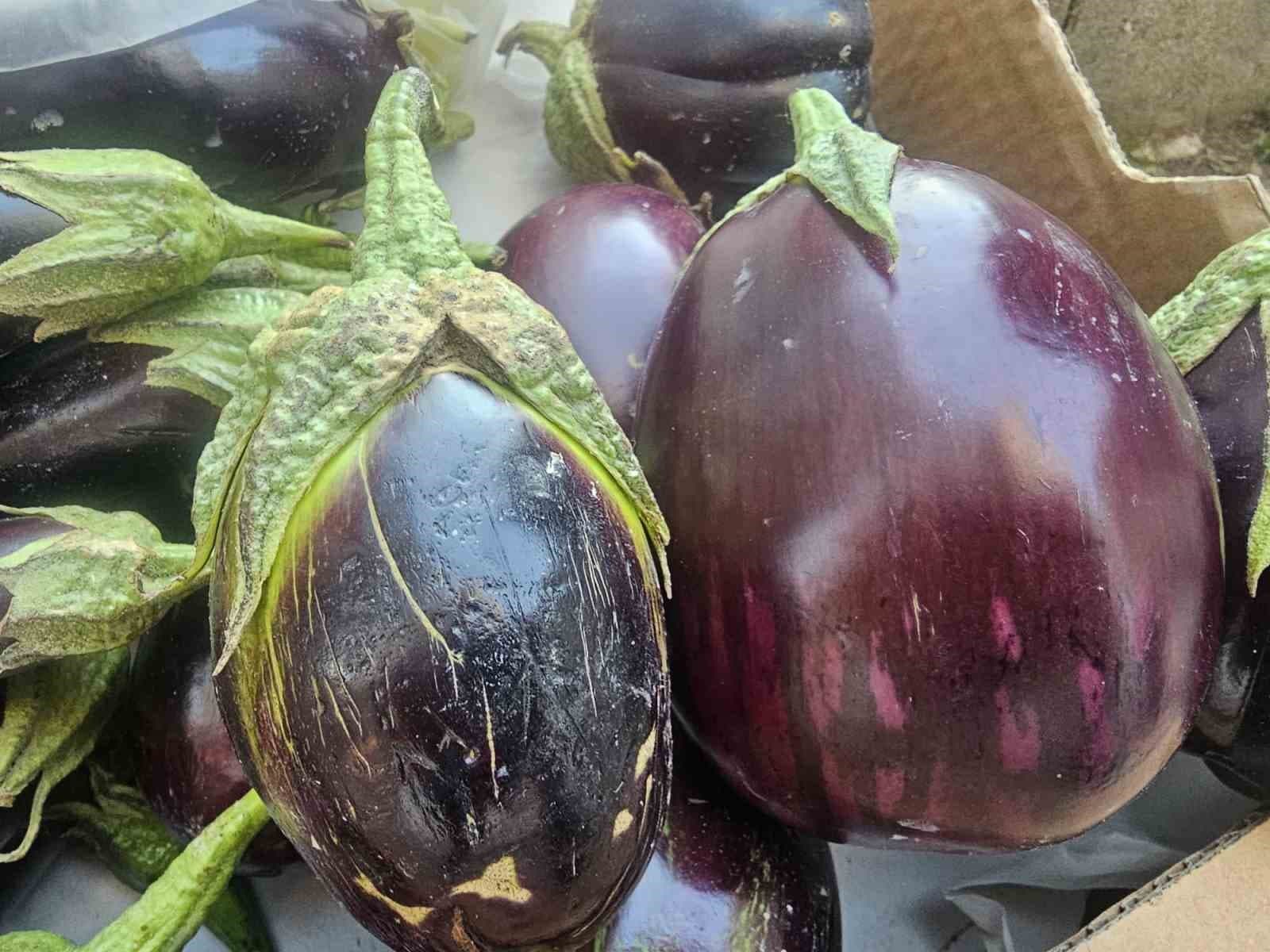 Elazığ'ın Tombul Patlıcanları Kış Hazırlıklarının Gözdesi Oldu