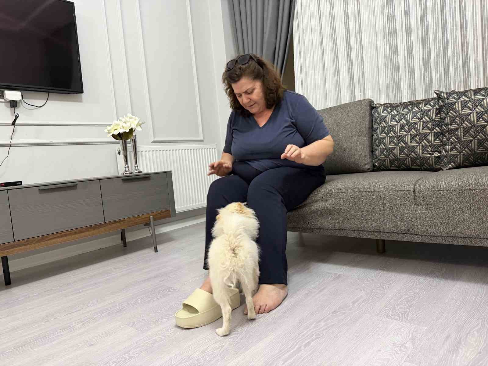 Aydın'dan Alınan Köpek Mardinli Ailenin Kabusu Oldu
