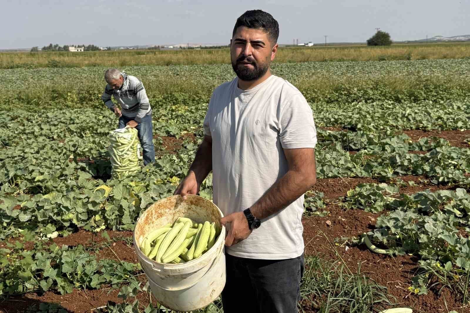 Oğuzeli'nde Turşuluk Acur Mesaisi Başladı