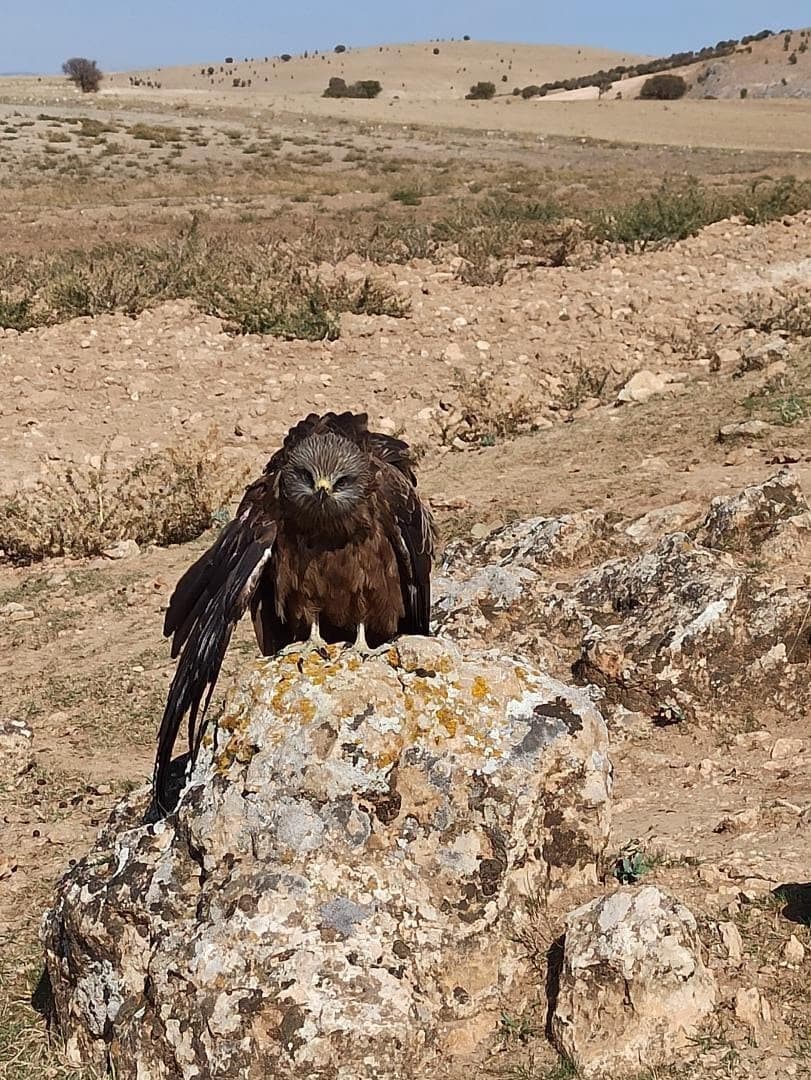 Elazığ'da Yaralı Çaylak Kuşu Köylüler Tarafından Kurtarıldı