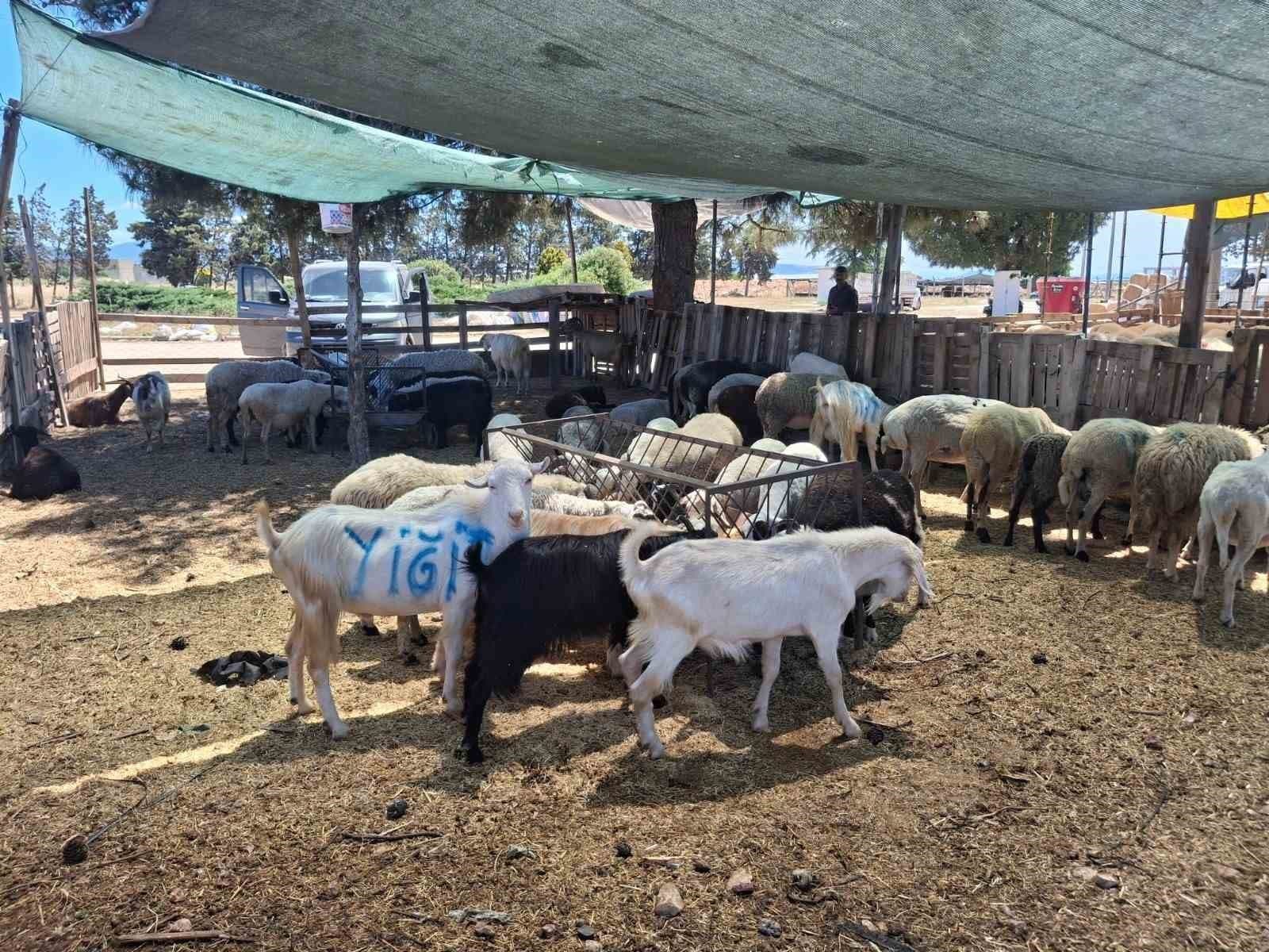 Nazilli ve Çine Hayvan Pazarları Kapılarını Yeniden Açıyor