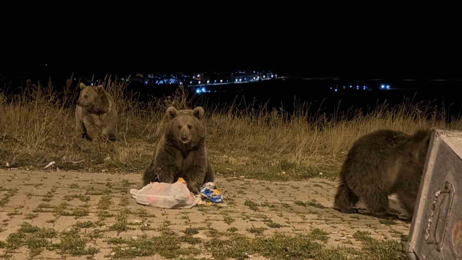 Sarıkamış'ta Boz Ayılarla Renkli Karşılaşmalar