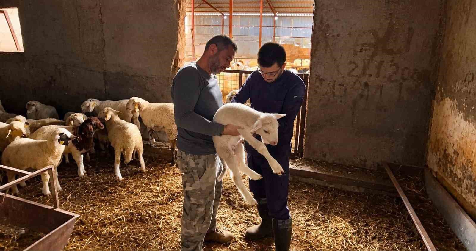 Afyonkarahisar'da Küçükbaş Hayvanlar İçin Aşılama ve Kimliklendirme Seferberliği
