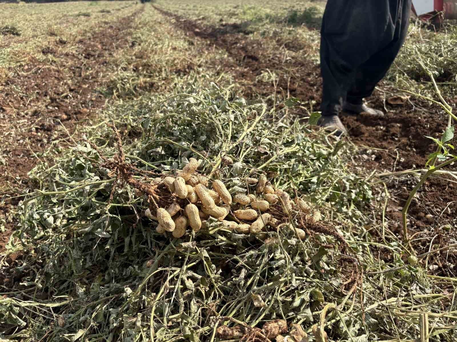 Osmaniye'de Yer Fıstığı Hasadında Yüksek Verim Sevinci