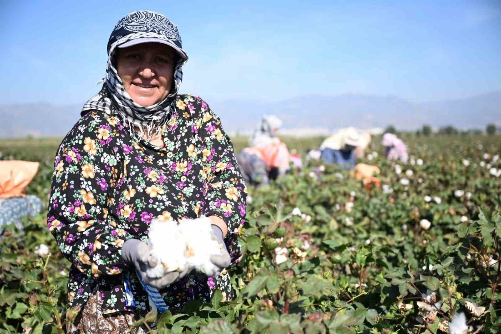 Aydın'da Yerli Pamuk Çeşitleri İçin Hasat Sezonu Açıldı